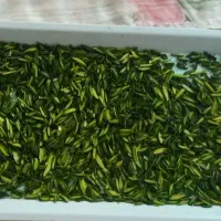 خلال پسته سوپر سبز امساله