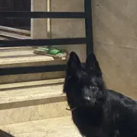 واگذاری سگ ژرمن