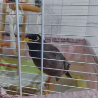 مرغ مینا سخنگو