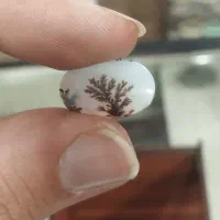شجر سوزنی تک درخت برا انگشتر