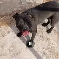 پیت بول