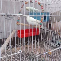 مرغ عشق بالغ