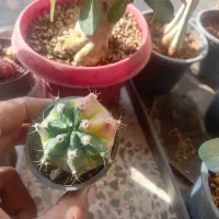 برگ انجیری مانسترا