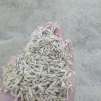 فروش جومحلی