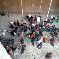 نیمچه محلی مرغ تخم گذار طاقچه