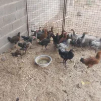 مرغ و خروس و جوجه ۵ ماه روستای کوچک استاجیغ