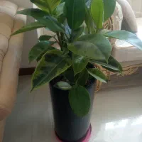 گیاه فیکوس بنجامین پتوس آگلونما بابا آدم ورق بزنید