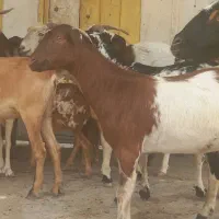 تعددمیش بز کهر نر بزابسن گیسه نزار سنگین داشت کشتن
