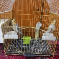 جفت عروس هلندی