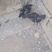 جوجه دوماهه