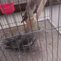 جوجه دون خور ۴ماهه ماده دستی