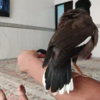 مینا سخنگو کوتوله عروس هلندی