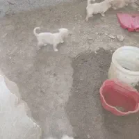 سگ پاکوتاه۳ماهه