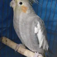 پرنده