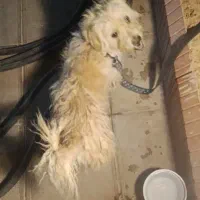 سگ پاپی