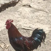 حیوانات و مزرعه