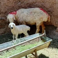 ۱عدد میش درگ زائده بره دار فروشی