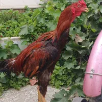 خروس ومرغ لاری