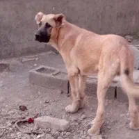 توله سگ سرابی