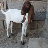 کهره نر