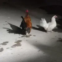 مرغ و خروس پاکوتاه