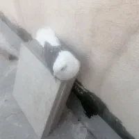 ماده پشت دار