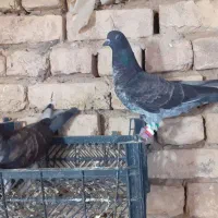 یک جفت کفتر