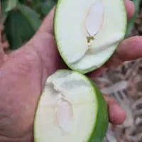 انبه محلی