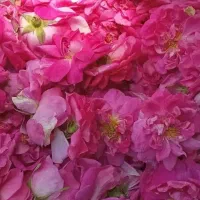 گل محمدی تازه محلی