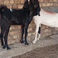 کهره مری پاکستانی