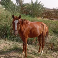 تسب|اسب و تجهیزات اسبسواری|خرمشهر, |دیوار