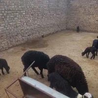 5راس بره نر شالی|حیوانات مزرعه|قزوین, |دیوار