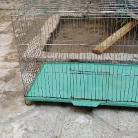 قفس پرنده