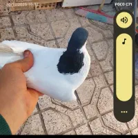 آگهی رو بخون