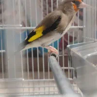 سهره. مسابقه ای