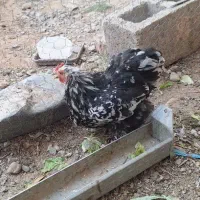 مرغ کوشین/اردک/خروس سفید
