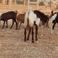 پازن  میش بره کهره بز