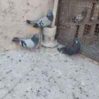 کبوتر اصفهانی