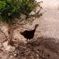 بوقلمون نر و ماده