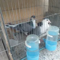 کبوتر دستگردی نروماده