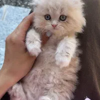 گربه اسکاتیش