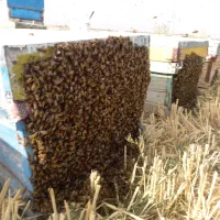 عسل رازیانه