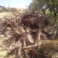 کنده درخت گردو خشک