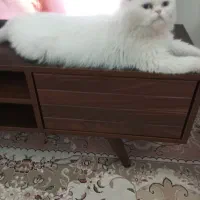 پرشین ماده آماده جفت گیری