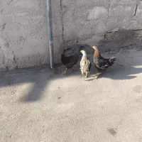 جوجه طبیعی