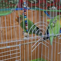 طوطی برزیلی