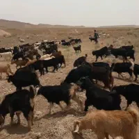 بزغاله نر و ماده رگایی