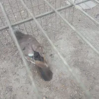 نر زاجر