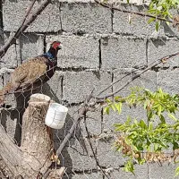 تخم نطفه دار زینتی بلدرچین