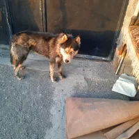 سگ هاسکی|سگ|مشهد, امیرآباد|دیوار